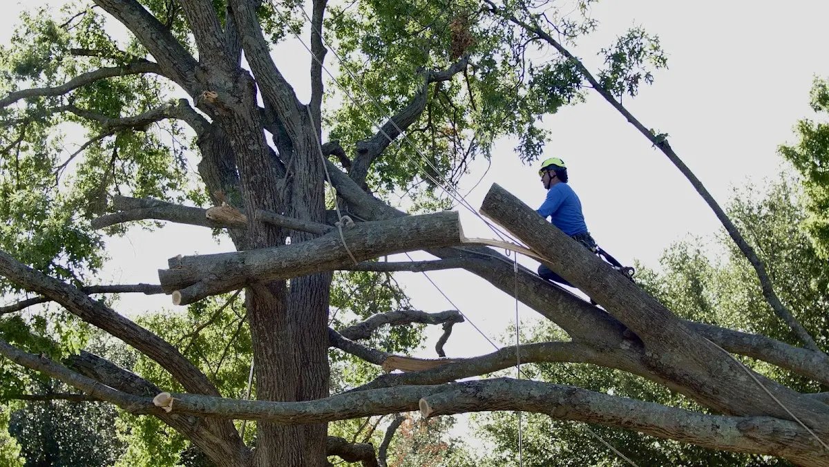 Professional Hazardous Tree Removal performed by certified arborists in Bracey